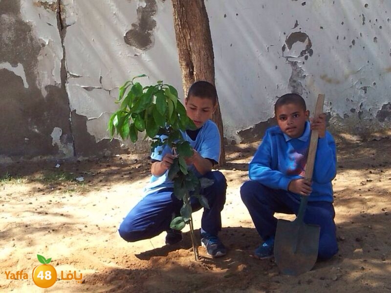 ashjar okhowa (6).jpg